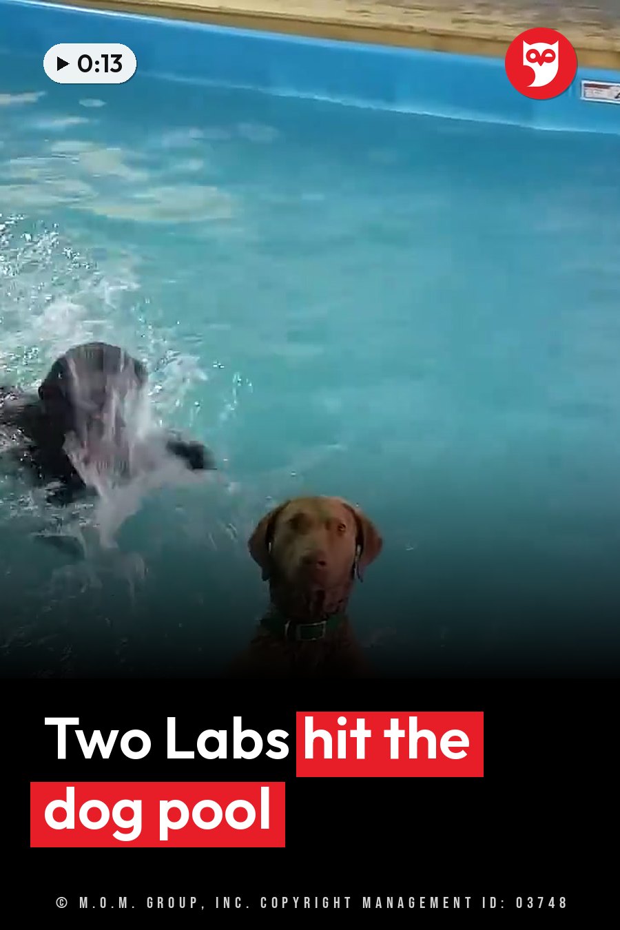 Two dogs swim in a blue pool, one splashing near the surface while the other looks forward with wet fur. A headline runs in white letters across the lower third.