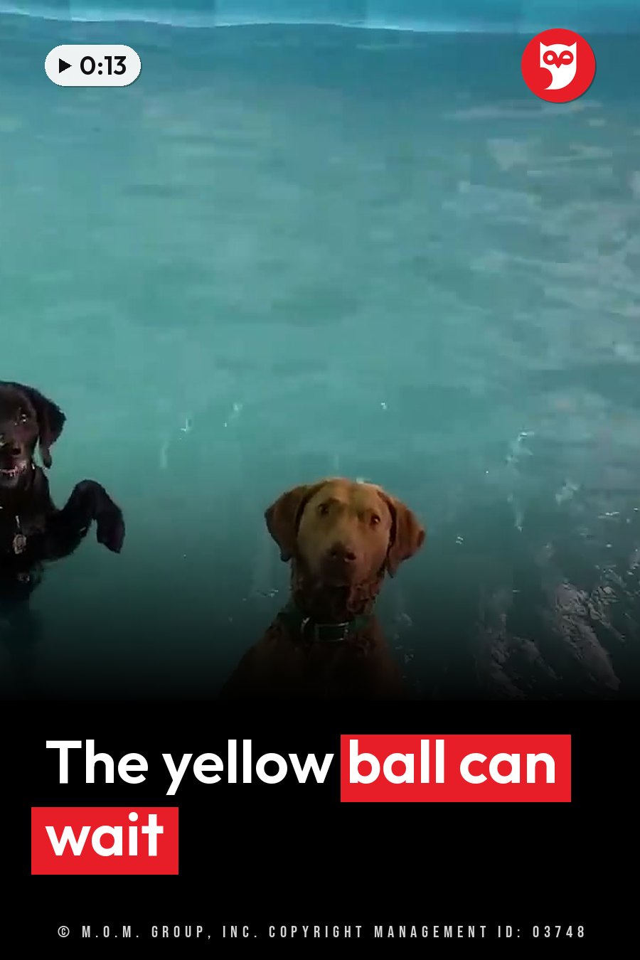 Two dogs swim in turquoise water, one looking forward and one to the side, with a yellow ball floating far away. A headline runs in white letters across the lower third.