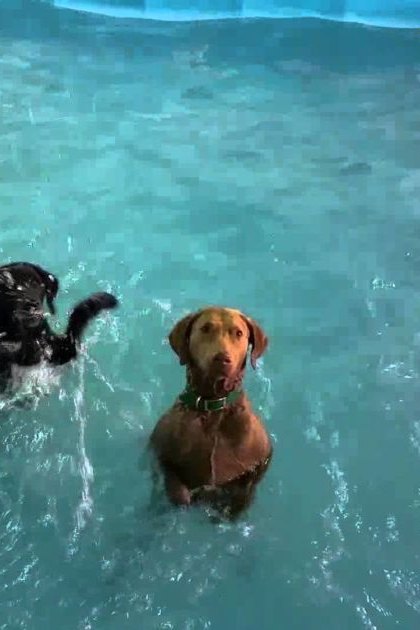 Two adult dogs, a black one with white chest and paws, and another brown dog wearing green collar, in an indoor swimming pool setting.