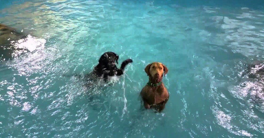 Two adult dogs, a black one with white chest and paws, and another brown dog wearing green collar, in an indoor swimming pool setting.