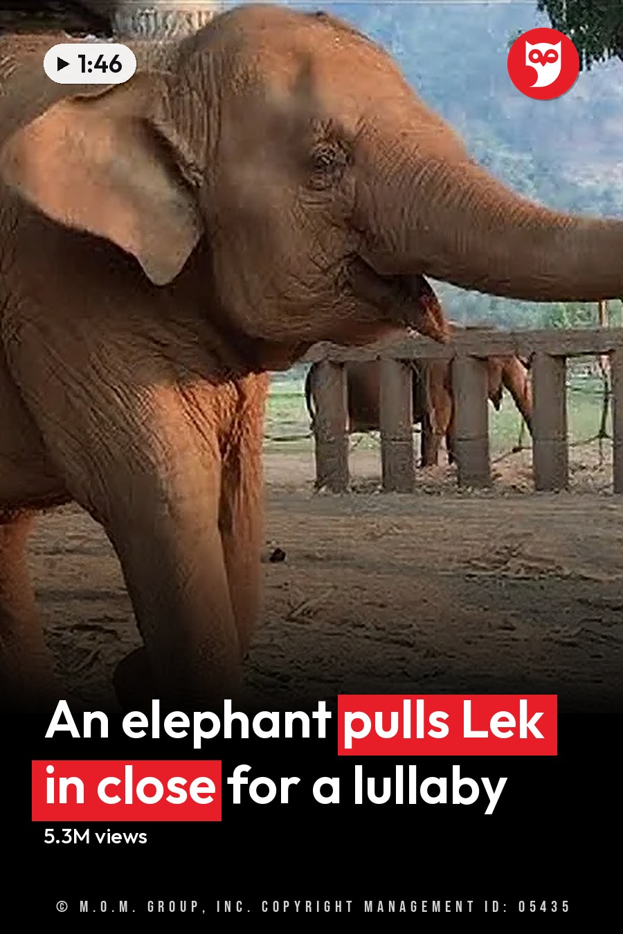 A young adult female wearing a black 'Elephant Nature Park' T-shirt, dark checkered pants, and black shoes stands beside an Asian elephant in an outdoor enclosure with wooden fences and trees under bright daylight during the dry season. The headline runs in white letters across the lower third.