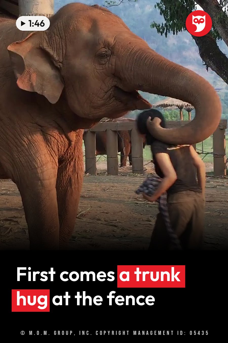 An elephant wraps her trunk around a woman's head beside a wooden fence. A headline runs in white letters across the lower third.
