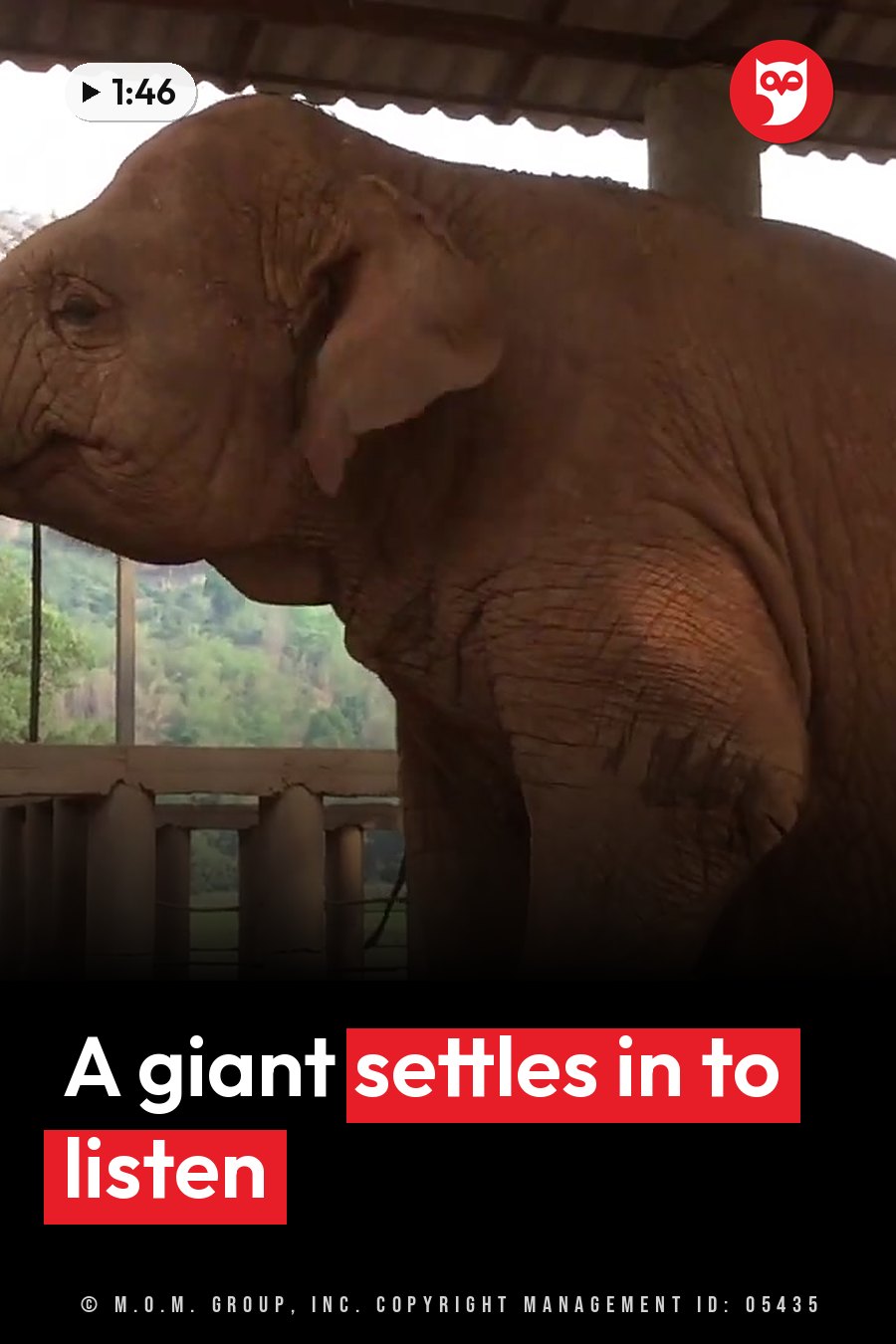 An elephant stands under a roofed shelter with pillars, wrinkled skin visible against green plants outside. A headline runs in white letters across the lower third.
