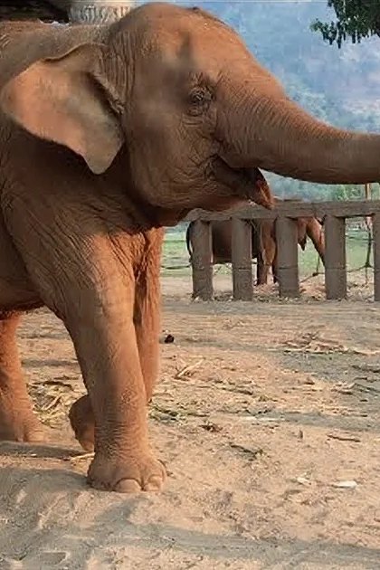 A young adult female wearing a black 'Elephant Nature Park' T-shirt, dark checkered pants, and black shoes stands beside an Asian elephant in an outdoor enclosure with wooden fences and trees under bright daylight during the dry season.