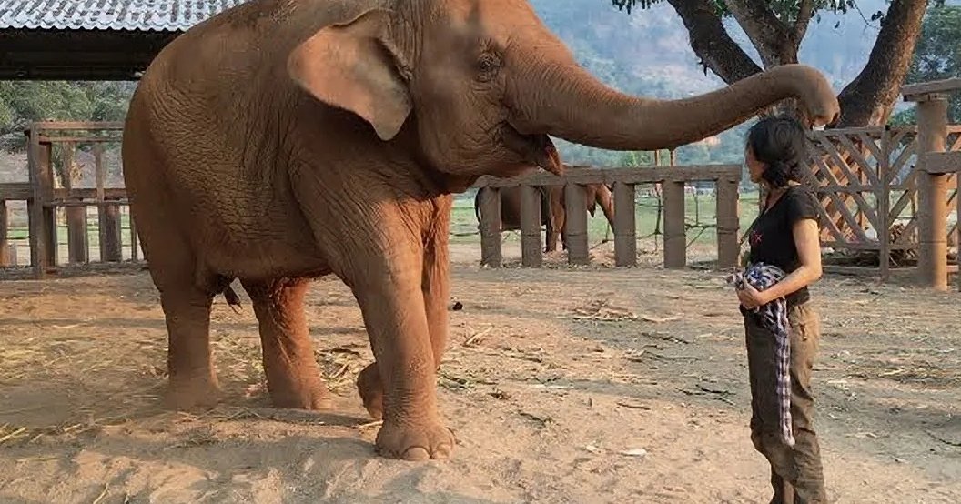 A young adult female wearing a black 'Elephant Nature Park' T-shirt, dark checkered pants, and black shoes stands beside an Asian elephant in an outdoor enclosure with wooden fences and trees under bright daylight during the dry season.