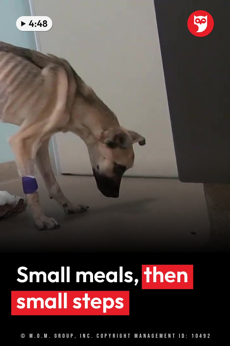 A thin dog with a purple bandage on her front leg bends down to sniff the floor near a dark object. A headline runs in white letters across the lower third.
