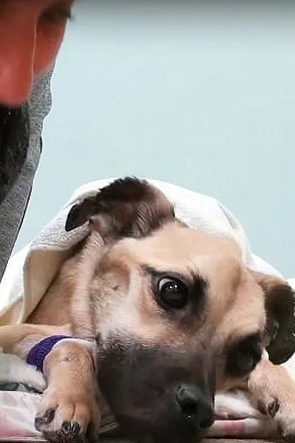 A mixed-breed dog, possibly a Labrador Retriever mix, with light brown fur and darker patches on its face, rests indoors under a white blanket against light blue walls.