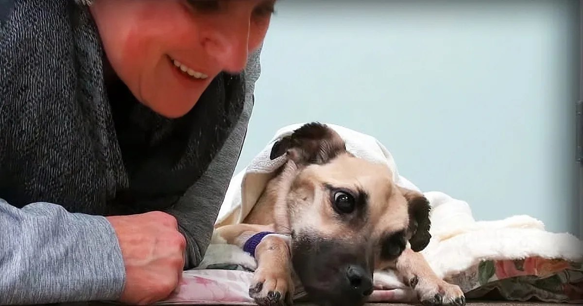 A mixed-breed dog, possibly a Labrador Retriever mix, with light brown fur and darker patches on its face, rests indoors under a white blanket against light blue walls.