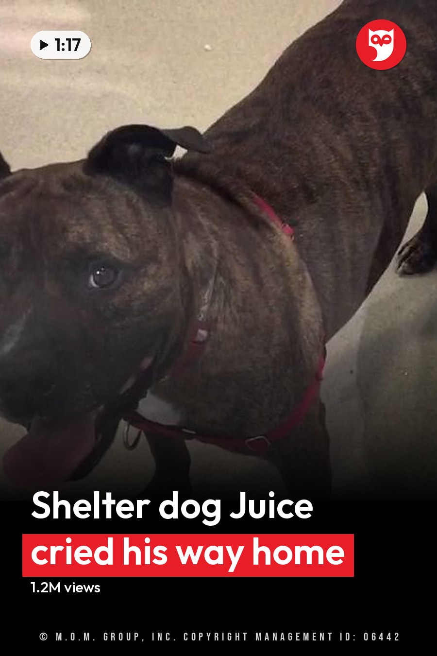 A brindle American Staffordshire Terrier or similar breed, likely an adult male, stands indoors with artificial lighting. The setting includes carpeted flooring and part of a floral-patterned blanket or bedspread. The headline runs in white letters across the lower third.