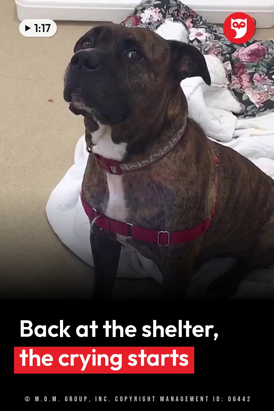 A brindle dog with a white chest, wearing a red harness and collar, sits on a blanket and looks up. A headline runs in white letters across the lower third.
