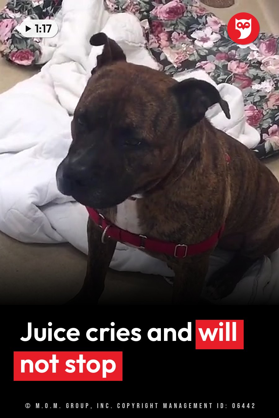 A brindle dog in a red harness sits on blankets and looks toward the left. A headline runs in white letters across the lower third.