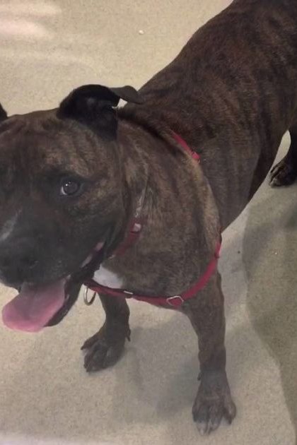 A brindle American Staffordshire Terrier or similar breed, likely an adult male, stands indoors with artificial lighting. The setting includes carpeted flooring and part of a floral-patterned blanket or bedspread.
