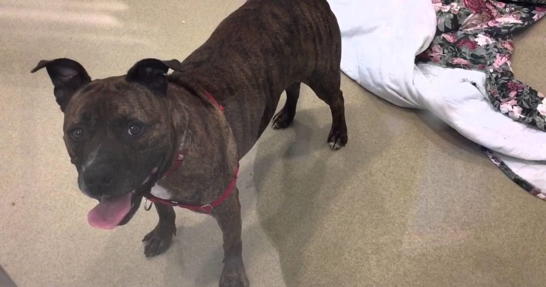 A brindle American Staffordshire Terrier or similar breed, likely an adult male, stands indoors with artificial lighting. The setting includes carpeted flooring and part of a floral-patterned blanket or bedspread.