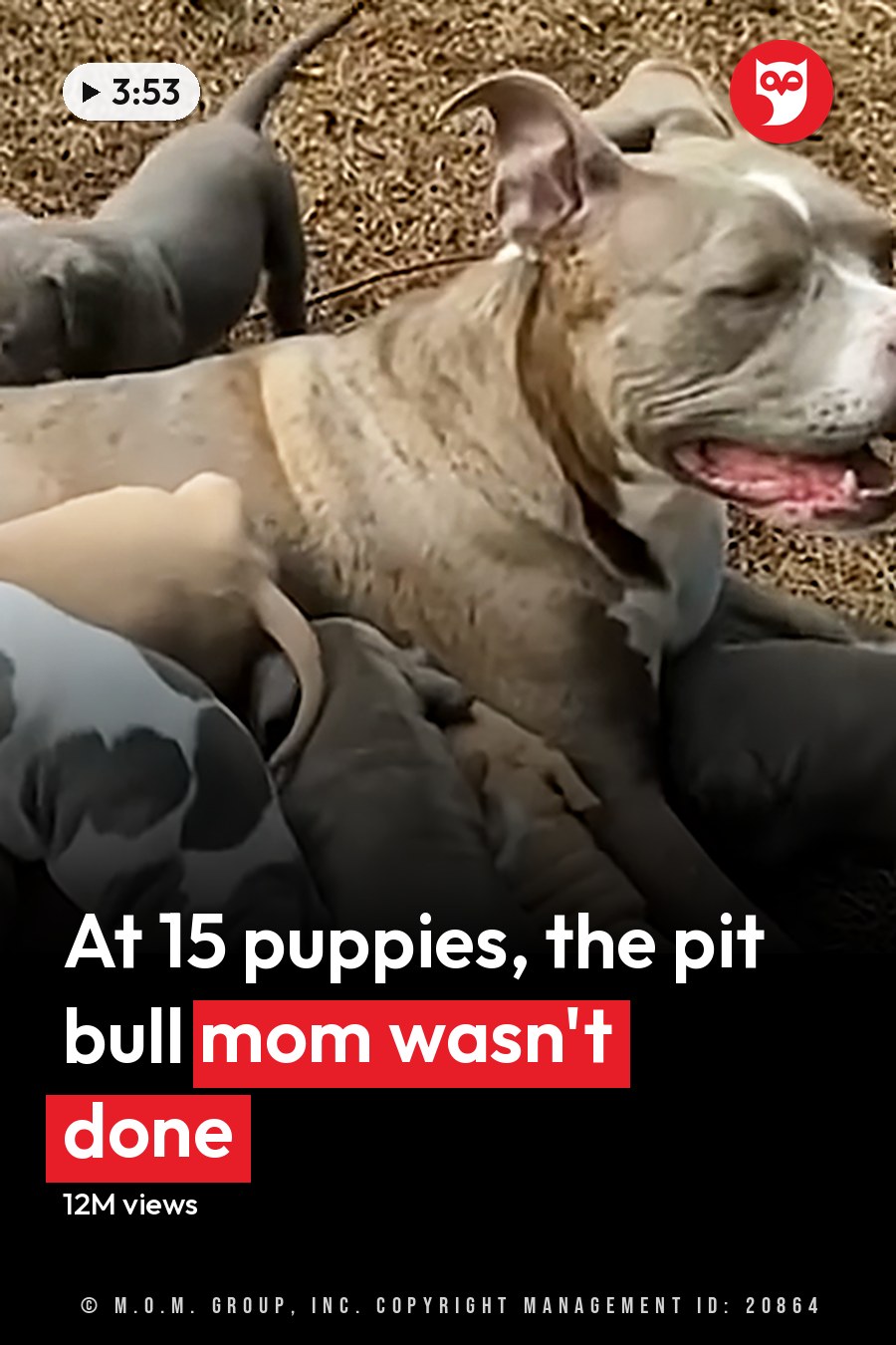 An adult American Pit Bull Terrier with light brown and white fur nursing multiple gray or dark-colored young puppies in an outdoor setting on dry grass and leaves, suggesting autumn or winter. The headline runs in white letters across the lower third.