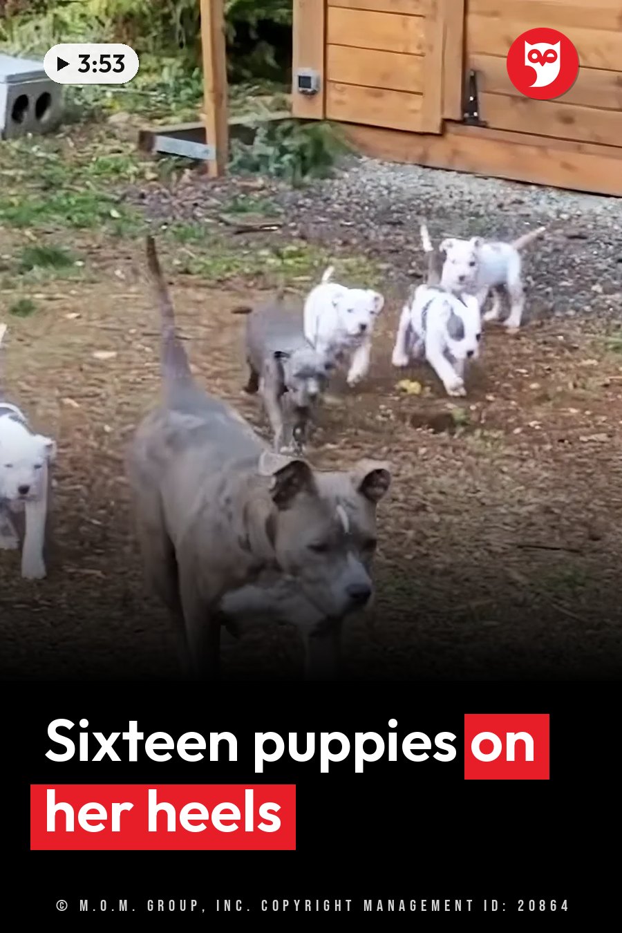 Kaya walks toward the camera on dirt ground near a wooden structure, with several small puppies following behind her. A headline runs in white letters across the lower third.