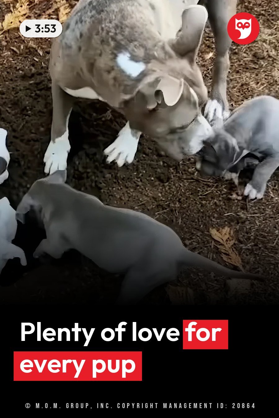 Kaya, a large dog with white markings, leans over and licks a small puppy lying on the ground among other puppies. A headline runs in white letters across the lower third.