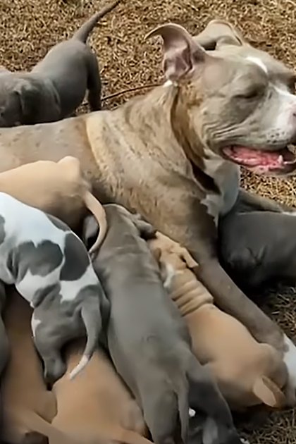 An adult American Pit Bull Terrier with light brown and white fur nursing multiple gray or dark-colored young puppies in an outdoor setting on dry grass and leaves, suggesting autumn or winter.