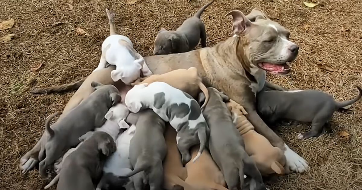 An adult American Pit Bull Terrier with light brown and white fur nursing multiple gray or dark-colored young puppies in an outdoor setting on dry grass and leaves, suggesting autumn or winter.