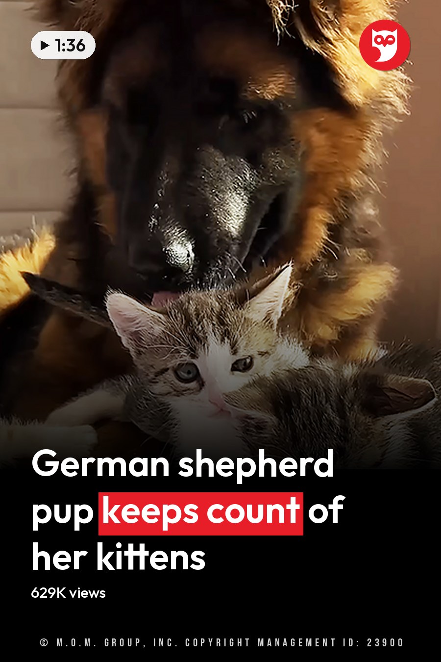 A German Shepherd dog with four kittens indoors, light-colored bedding, curtains suggesting natural daylight in a spring or summer setting. The headline runs in white letters across the lower third.