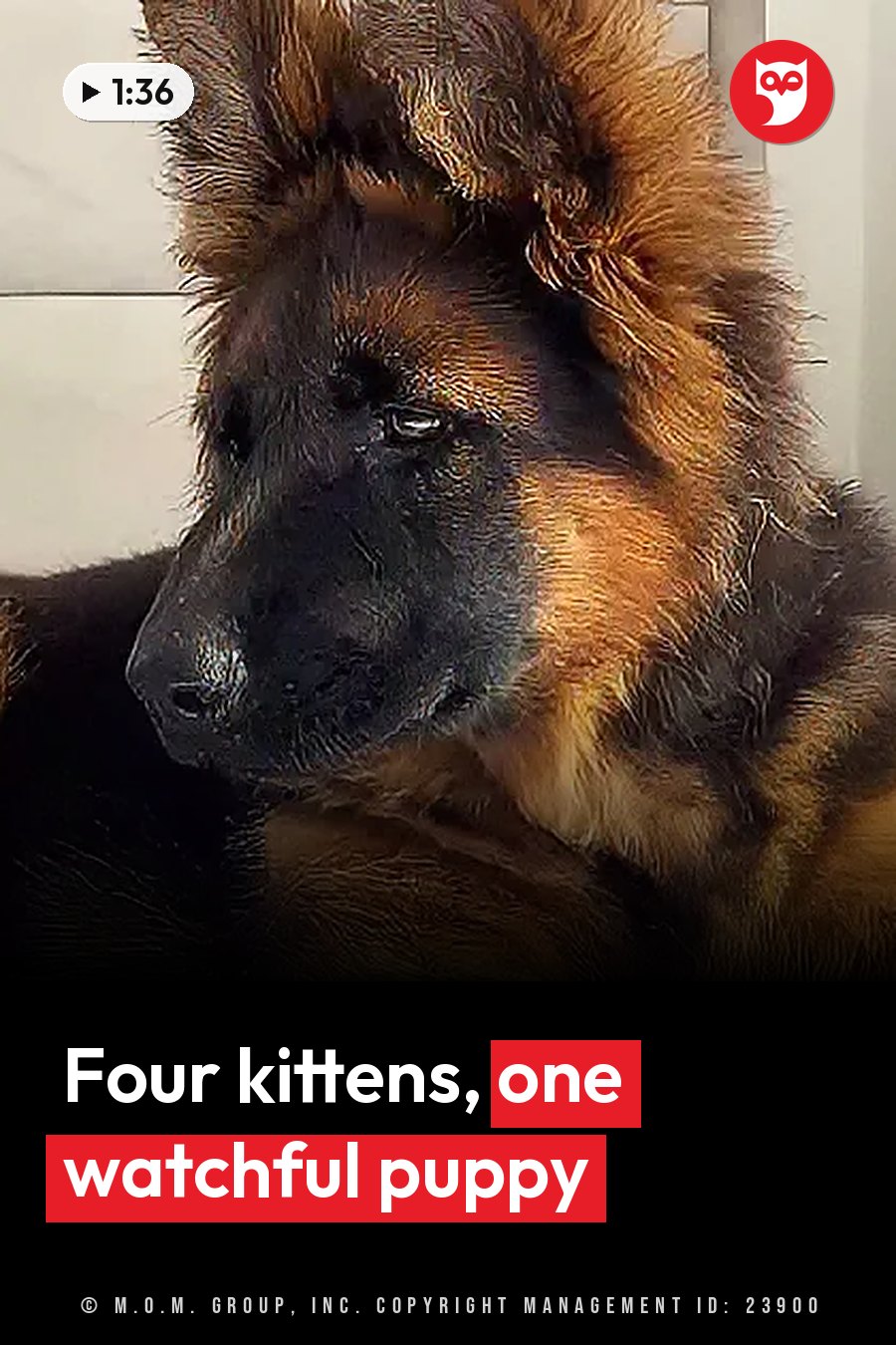 Jessie, a brown and black German shepherd puppy, rests her head and looks slightly to the side. A headline runs in white letters across the lower third.