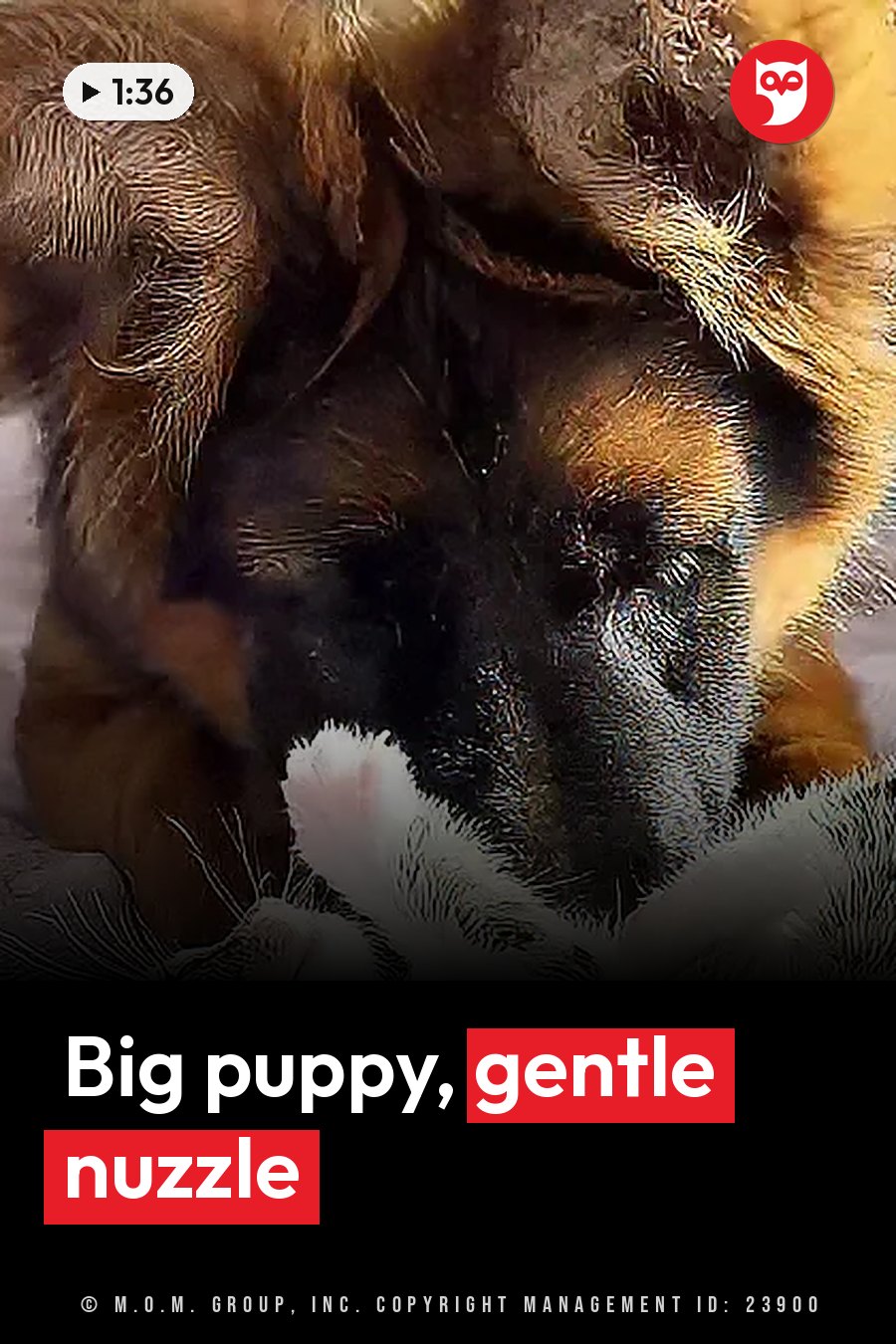 A brown and black puppy nuzzles a small white kitten who is lying belly-up. A headline runs in white letters across the lower third.