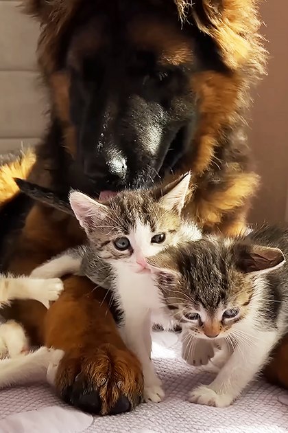 A German Shepherd dog with four kittens indoors, light-colored bedding, curtains suggesting natural daylight in a spring or summer setting.