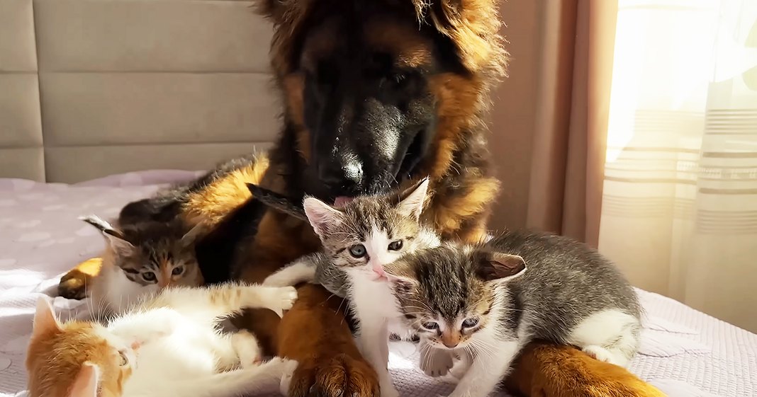 A German Shepherd dog with four kittens indoors, light-colored bedding, curtains suggesting natural daylight in a spring or summer setting.