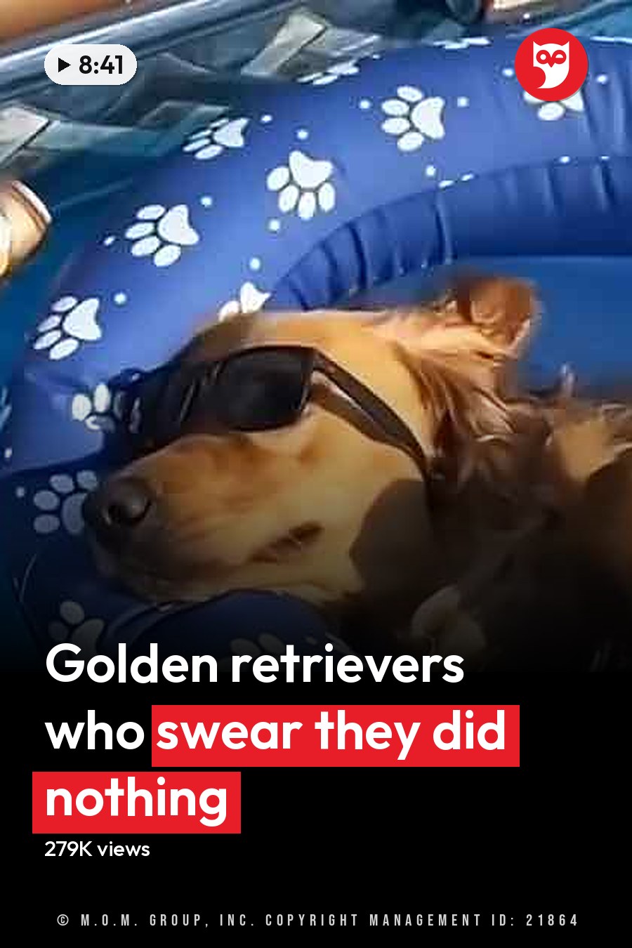 A playful golden retriever puppy with light brown fur and darker markings around its eyes and ears, wearing sunglasses in a bright indoor setting near a modern sink. The headline runs in white letters across the lower third.