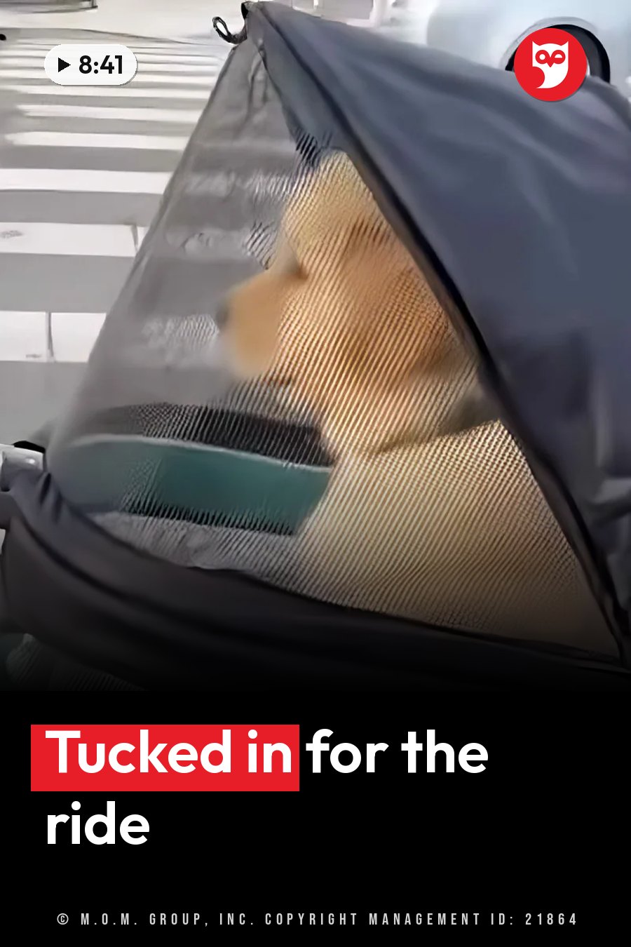 A dog sits inside a mesh-sided carrier, partly covered by a dark fabric flap. A headline runs in white letters across the lower third.