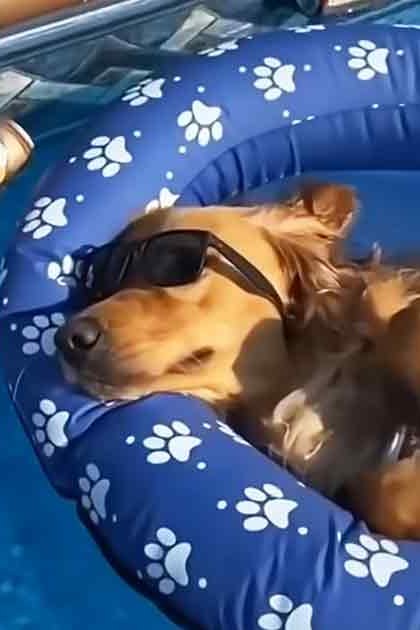 A playful golden retriever puppy with light brown fur and darker markings around its eyes and ears, wearing sunglasses in a bright indoor setting near a modern sink.