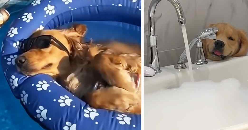 A playful golden retriever puppy with light brown fur and darker markings around its eyes and ears, wearing sunglasses in a bright indoor setting near a modern sink.