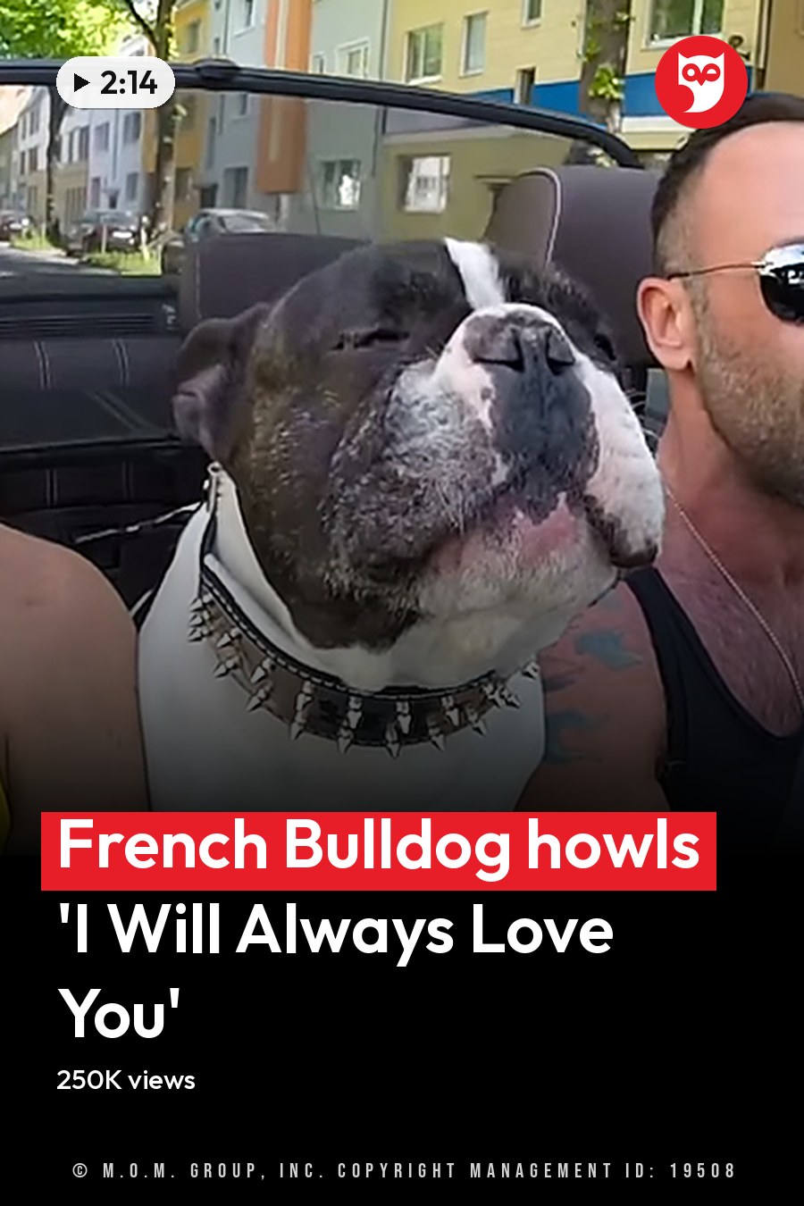 An American Bulldog with a white coat and dark brown markings, wearing a spiked collar, stands on an urban residential sidewalk alongside two men in tank tops. Multi-story buildings and pedestrians are visible in the background. The headline runs in white letters across the lower third.