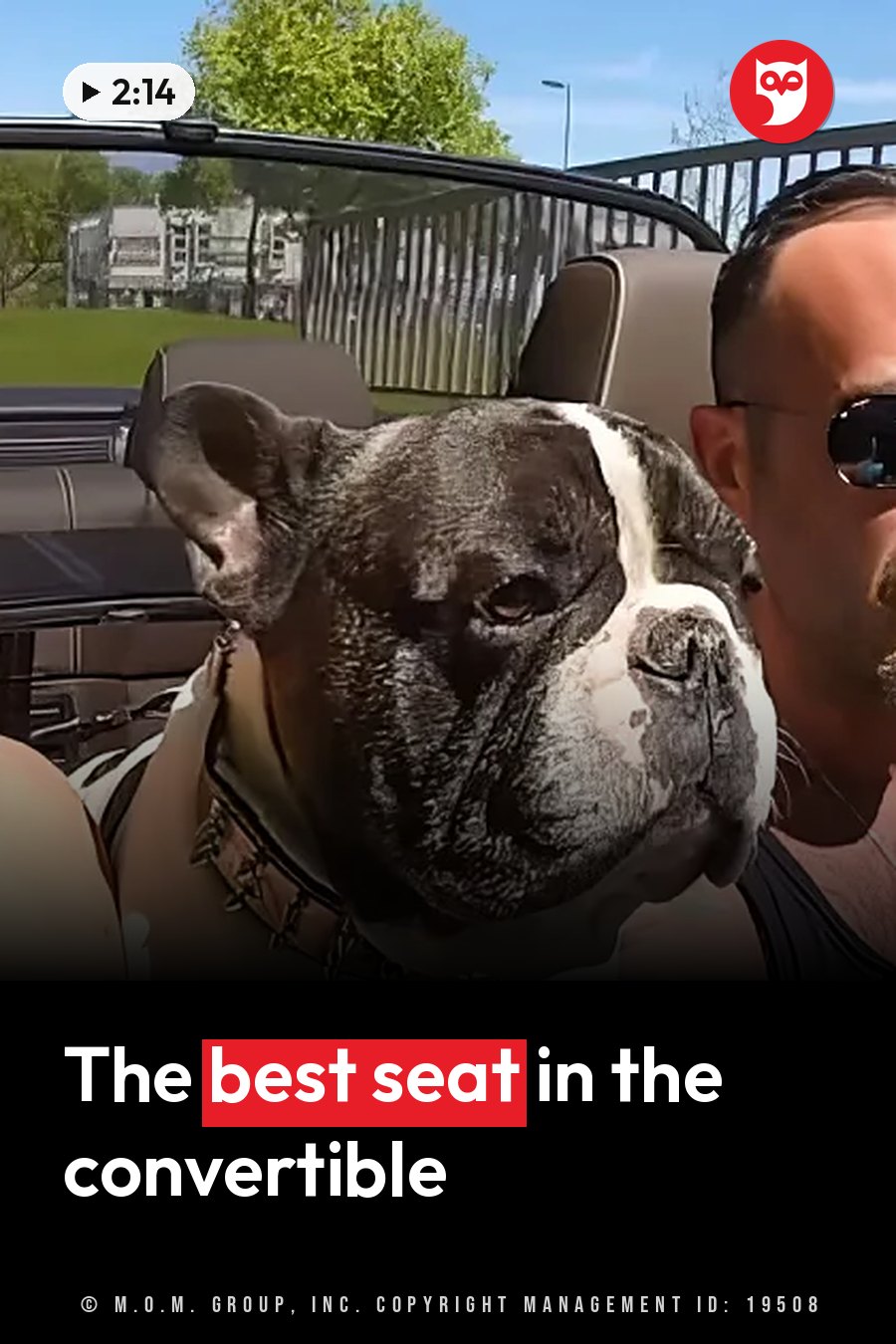 A black-and-white dog sits in a car next to a man wearing sunglasses. A headline runs in white letters across the lower third.