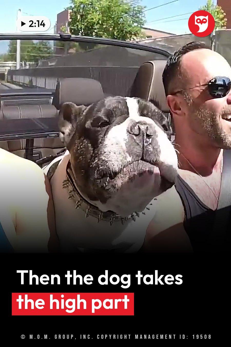 A man and a dog wearing a spiked collar sit in a convertible on a sunny day. A headline runs in white letters across the lower third.