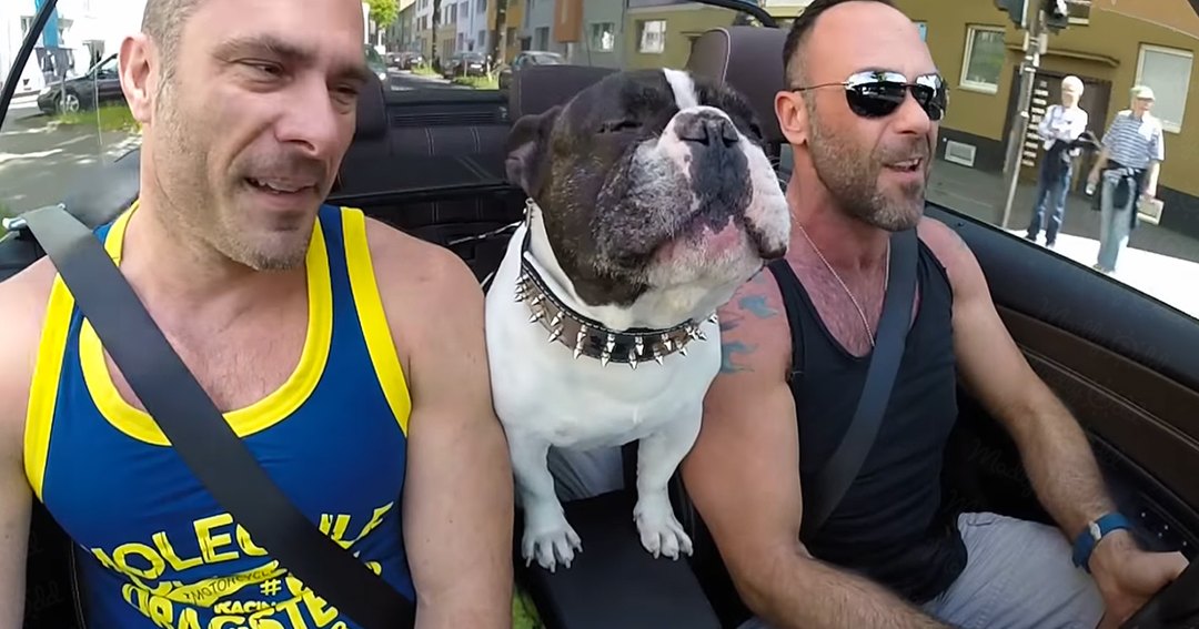 An American Bulldog with a white coat and dark brown markings, wearing a spiked collar, stands on an urban residential sidewalk alongside two men in tank tops. Multi-story buildings and pedestrians are visible in the background.
