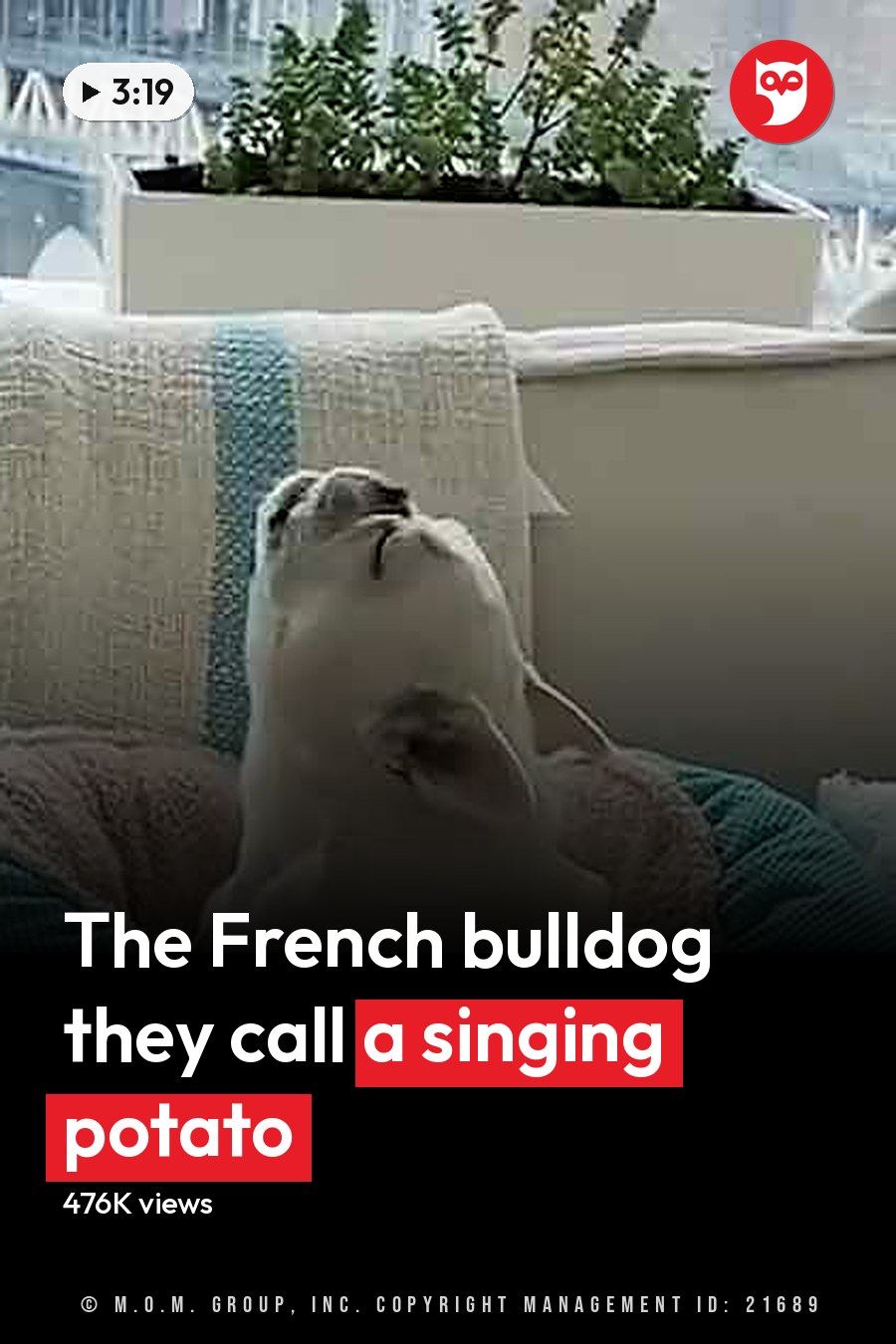 A white French Bulldog with a black muzzle and nose in an indoor living room setting with two couches and natural light. The headline runs in white letters across the lower third.