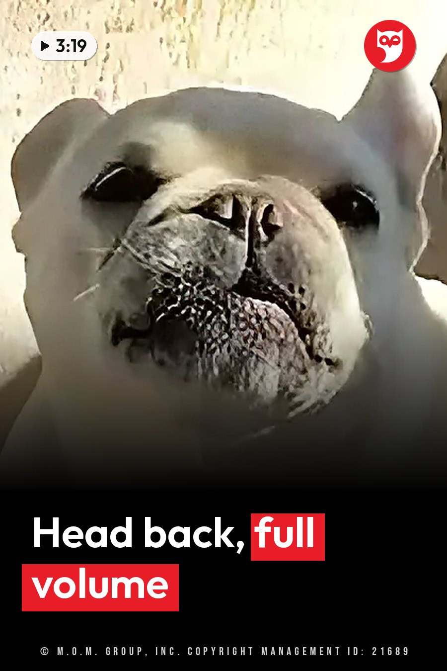 A white dog with a wrinkled face looks upward with its mouth slightly open, near a textured wall. A headline runs in white letters across the lower third.