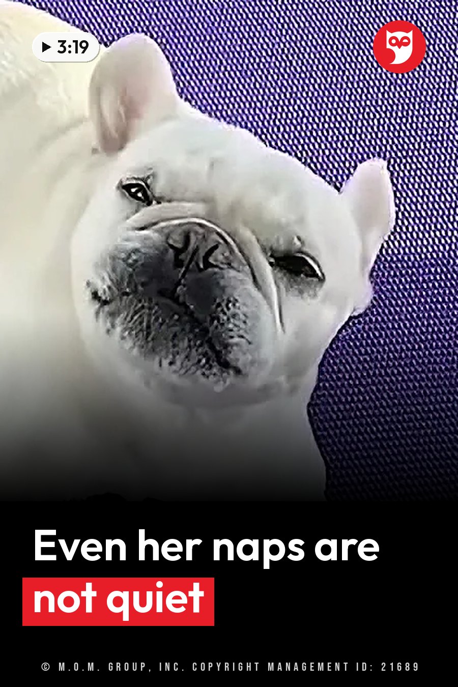 A white French bulldog with a wrinkled face and small ears rests against a purple textured background. A headline runs in white letters across the lower third.