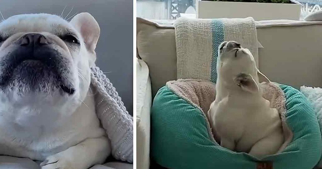 A white French Bulldog with a black muzzle and nose in an indoor living room setting with two couches and natural light.