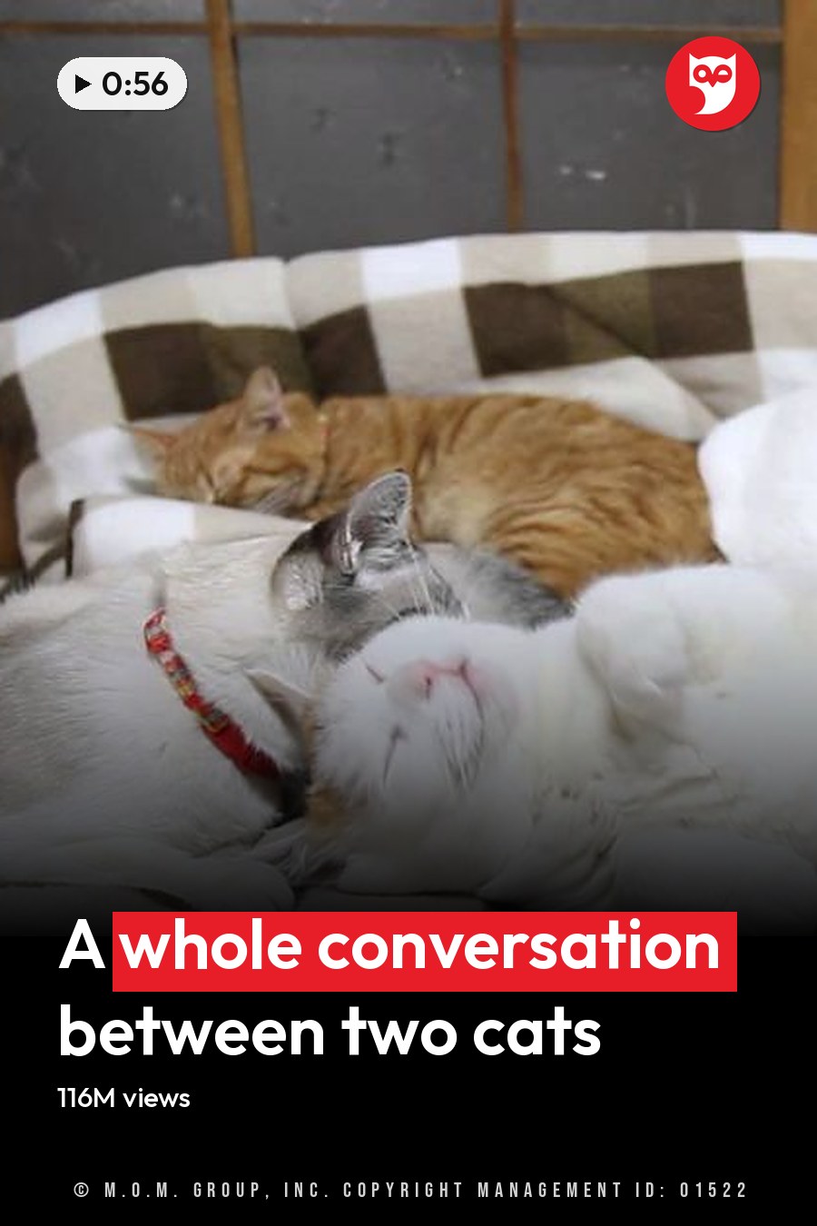 A group of adult cats resting together on a checkered blanket indoors, with wooden window or door frame in the background. The headline runs in white letters across the lower third.