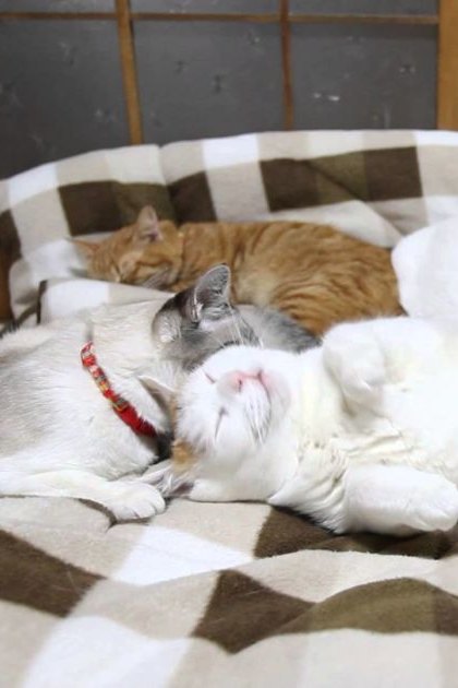 A group of adult cats resting together on a checkered blanket indoors, with wooden window or door frame in the background.