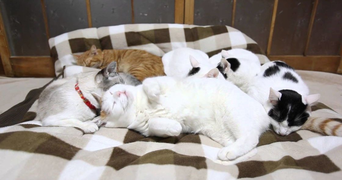 A group of adult cats resting together on a checkered blanket indoors, with wooden window or door frame in the background.