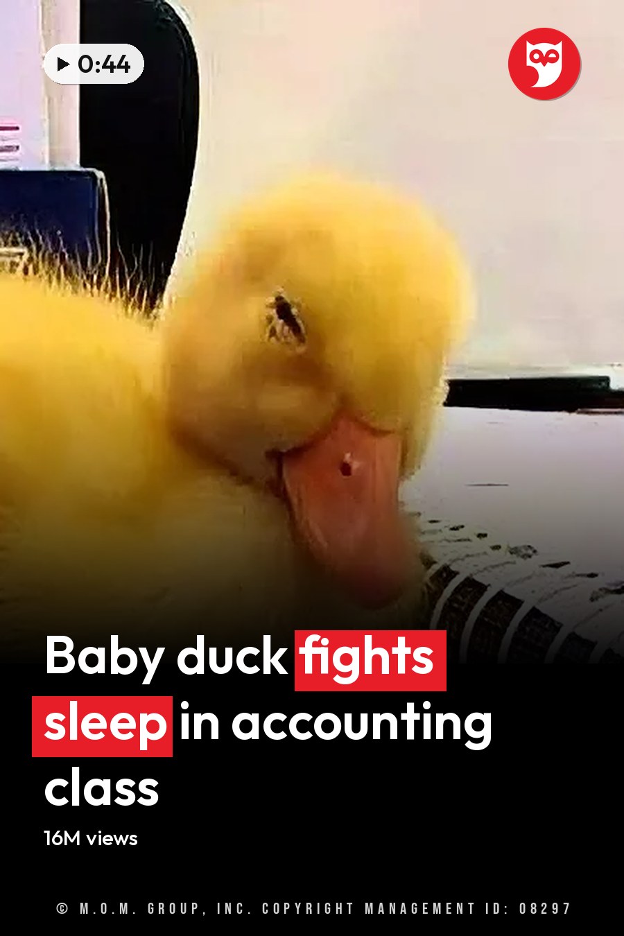 A yellow duckling with fluffy feathers sits indoors amidst office supplies, including a 'REFLEX ULTRA WHITE' box. The headline runs in white letters across the lower third.