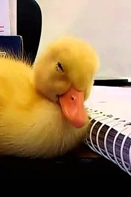 A yellow duckling with fluffy feathers sits indoors amidst office supplies, including a 'REFLEX ULTRA WHITE' box.