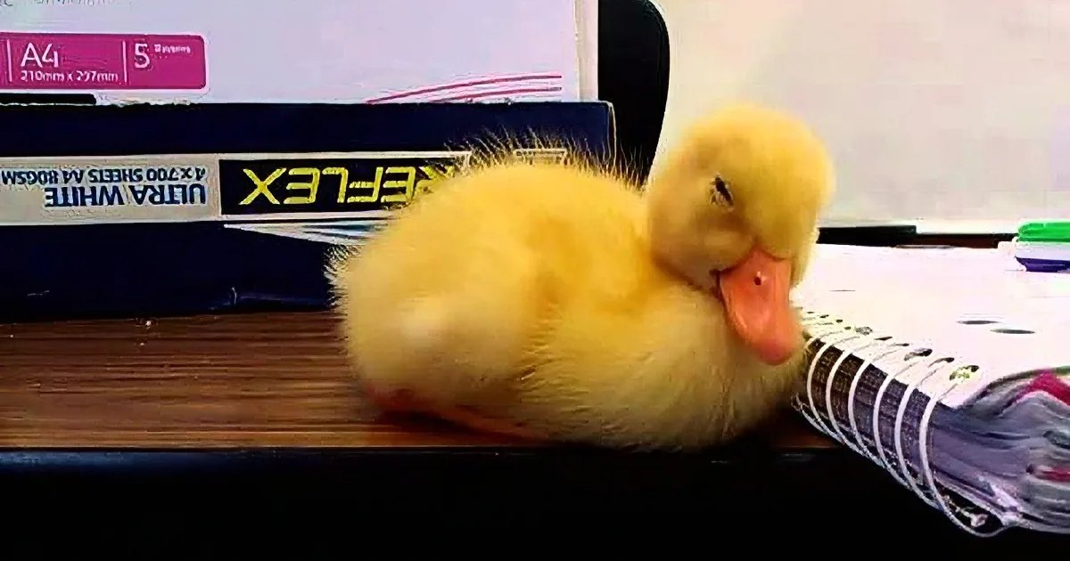 A yellow duckling with fluffy feathers sits indoors amidst office supplies, including a 'REFLEX ULTRA WHITE' box.