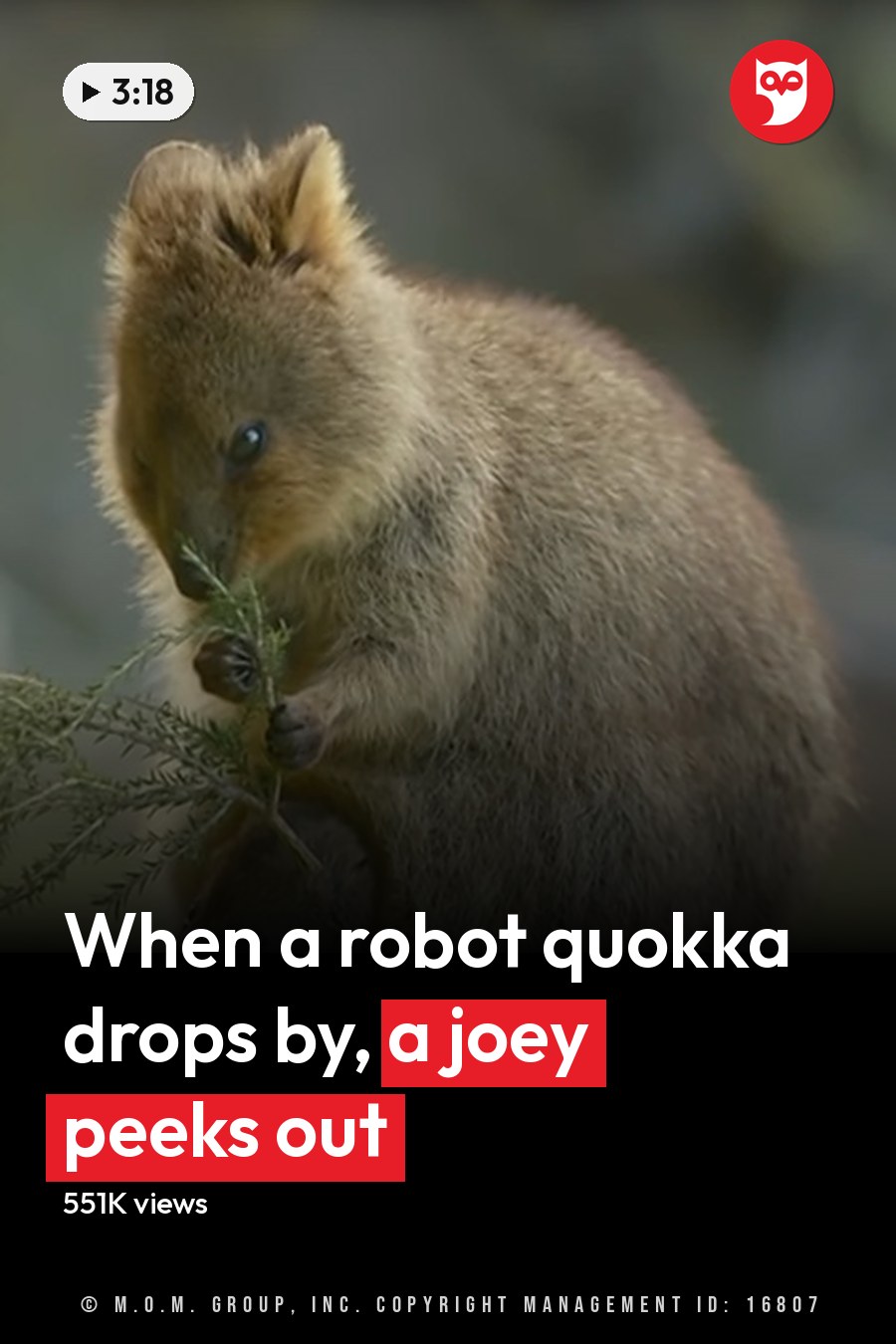 Two juvenile wallabies with brown fur and a rock hyrax with mixed brown and gray tones in an outdoor grassy area with trees and open space, suggesting spring or summer with soft natural light. The headline runs in white letters across the lower third.