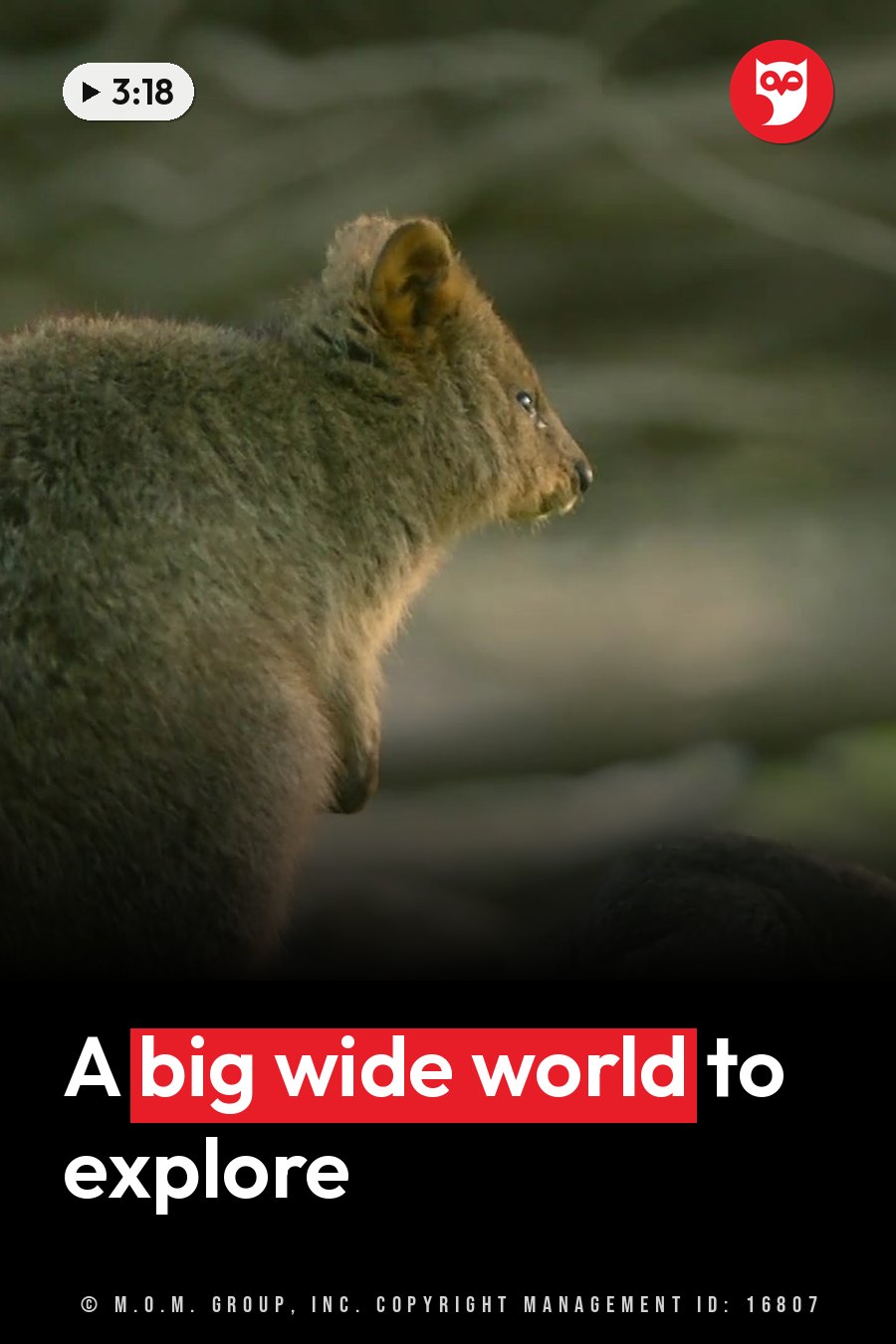 A small brown furry animal with large ears stands alert and looks to one side against a blurred natural background. A headline runs in white letters across the lower third.