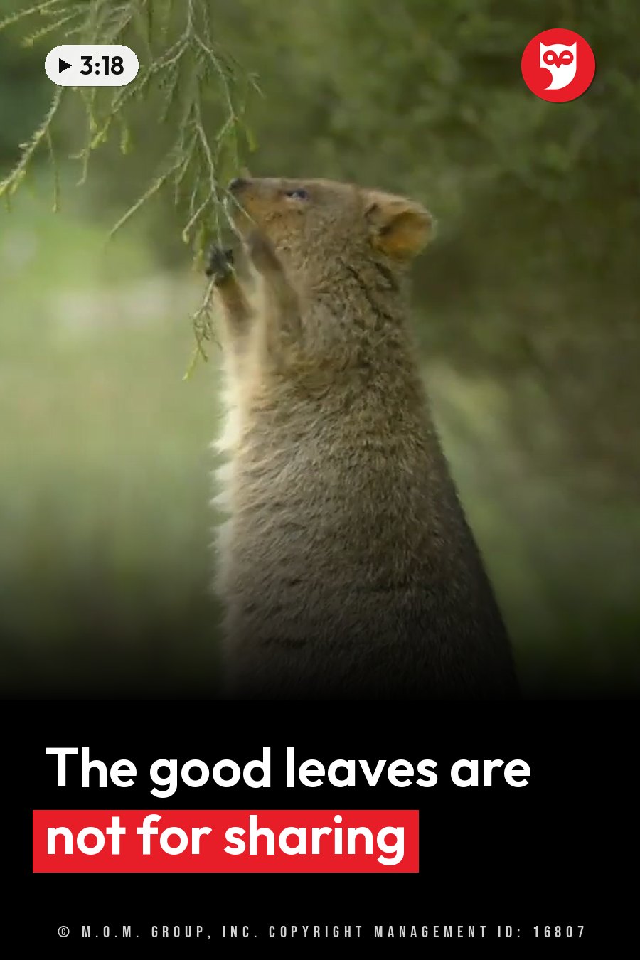 A small furry animal stands on its hind legs and reaches up to eat leaves from a branch outdoors. A headline runs in white letters across the lower third.