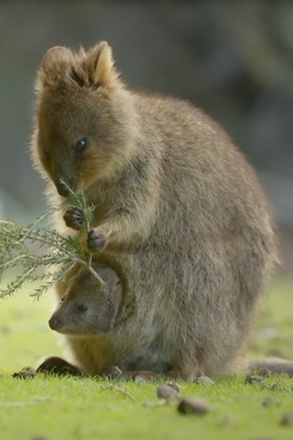 Two juvenile wallabies with brown fur and a rock hyrax with mixed brown and gray tones in an outdoor grassy area with trees and open space, suggesting spring or summer with soft natural light.