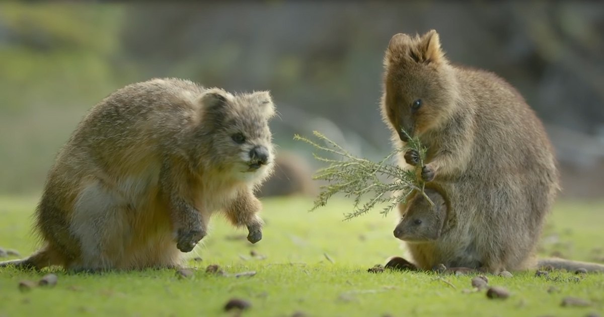 Two juvenile wallabies with brown fur and a rock hyrax with mixed brown and gray tones in an outdoor grassy area with trees and open space, suggesting spring or summer with soft natural light.